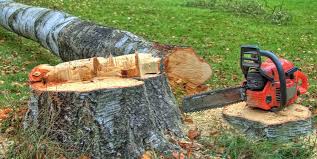 Best Emergency Tree Removal  in Burley, WA