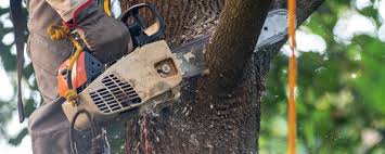 Best Aeration Services  in Burley, WA