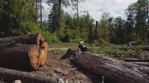 Best Seasonal Cleanup (Spring/Fall)  in Burley, WA