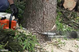 Best Hazardous Tree Removal  in Burley, WA