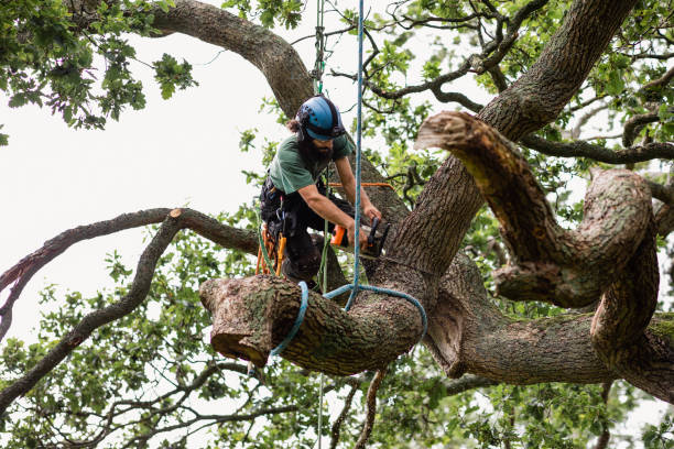 Best Tree Maintenance Programs  in Burley, WA