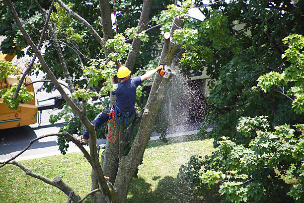 Best Tree Trimming and Pruning  in Burley, WA
