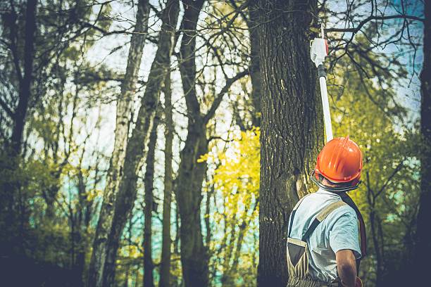 How Our Tree Care Process Works  in  Burley, WA