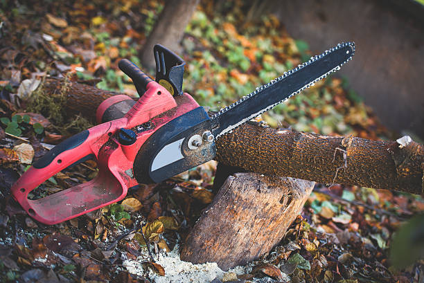 Best Utility Line Clearance  in Burley, WA