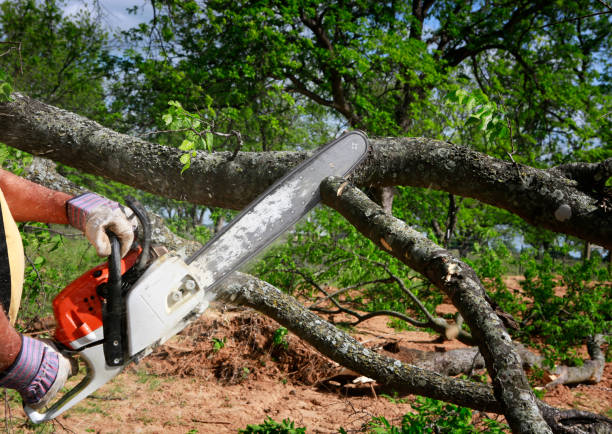 Best Lawn Maintenance Plans  in Burley, WA